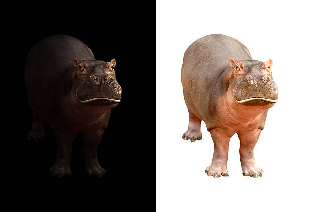 hippopotamus on dark and white background