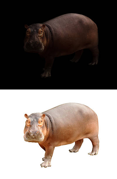 istock hippopotamus on dark and white background 606196552