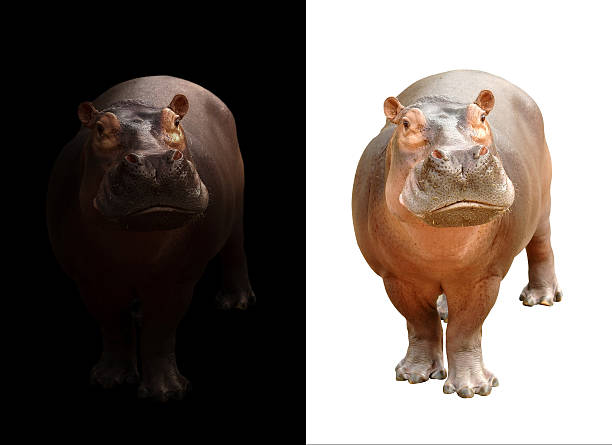 istock hippopotamus on dark and white background 606196580