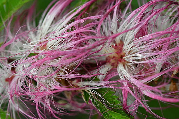 istock Albizia julibrissin / Silk Tree 606196596