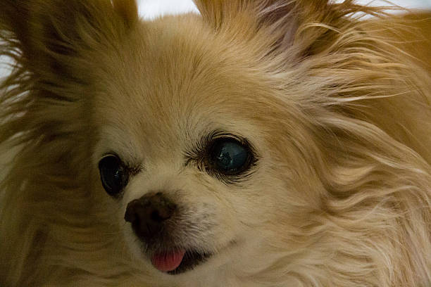 istock Close up of a chihuahua 606196692