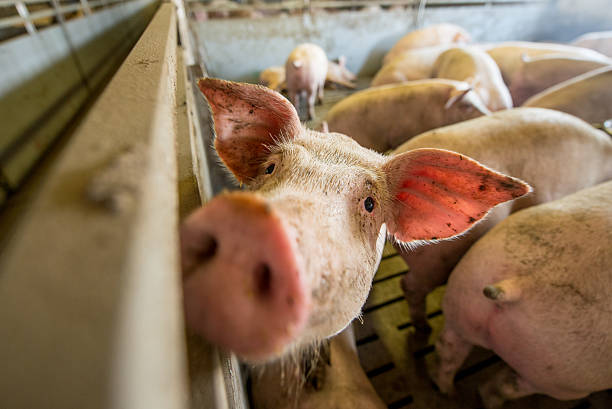 istock Pigs at a factory 606198082