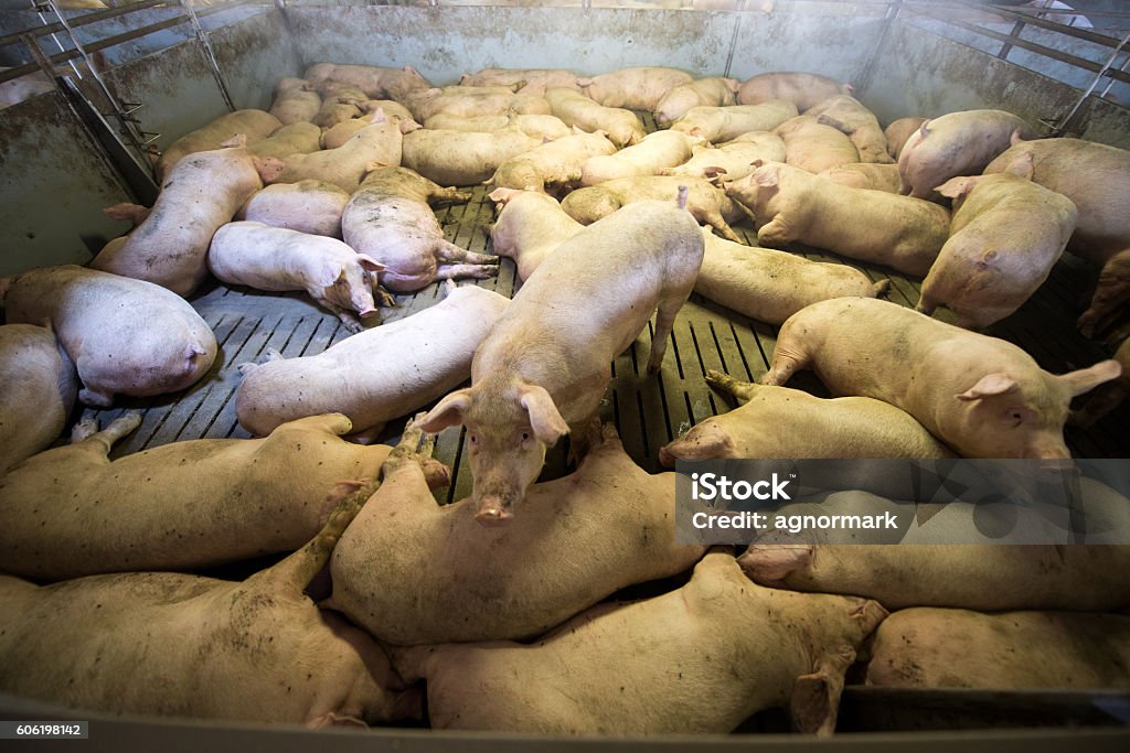 Schweine in einer Fabrik - Lizenzfrei Massentierhaltung Stock-Foto
