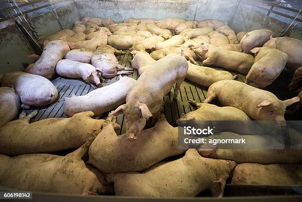 Schweine In Einer Fabrik Stockfoto und mehr Bilder von Massentierhaltung - Massentierhaltung, Schweinestall, Nutztier