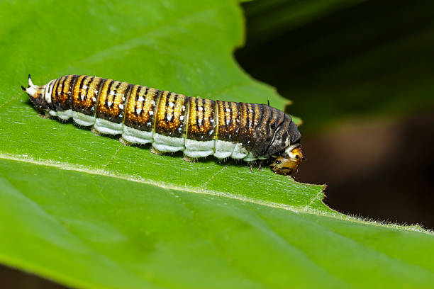 istock Caterpillar of The Chain Swordtail butterfly 606198504