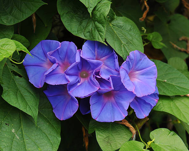 istock glorious morning glory blooming in the morning 606198580