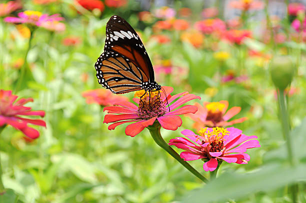 istock Butterfly with Flower in garden. 606199276