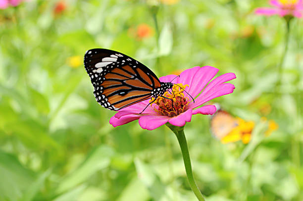 istock Butterfly with Flower in garden. 606199306