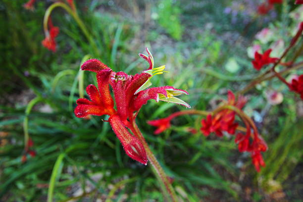полевые цветы австралии - single flower desert spring red стоковые фото и изображения