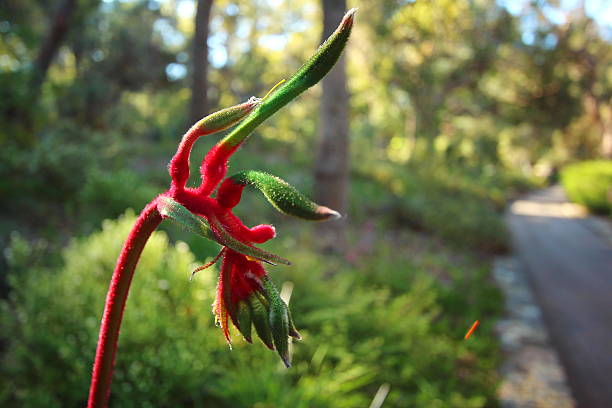 istock Wildflowers of Australia 606199486