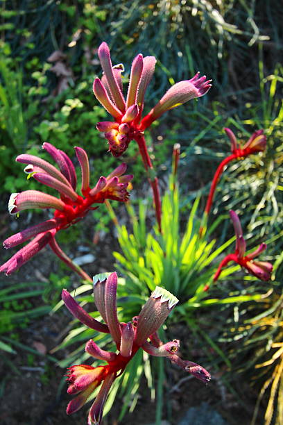 istock Wildflowers of Australia 606199638