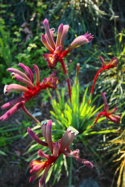полевые цветы австралии - single flower desert spring red стоковые фото и изображения