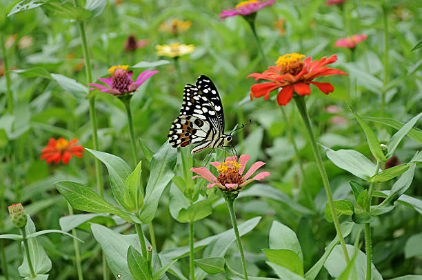 istock Butterfly with Flower in garden. 606199660