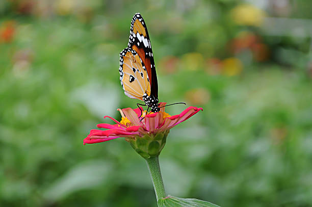 istock Butterfly with Flower in garden. 606199714