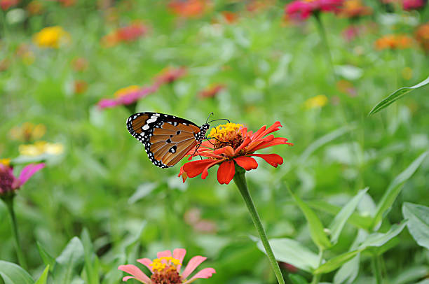 istock Butterfly with Flower in garden. 606199730