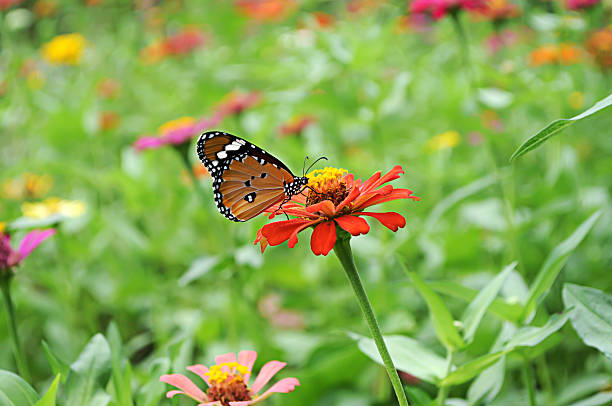 istock Butterfly with Flower in garden. 606199764