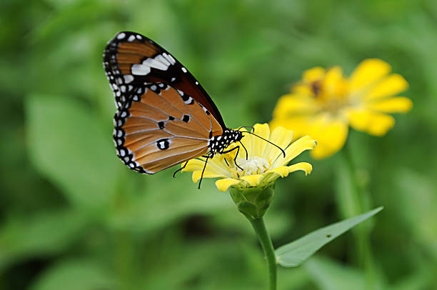 istock Butterfly with Flower in garden. 606199812