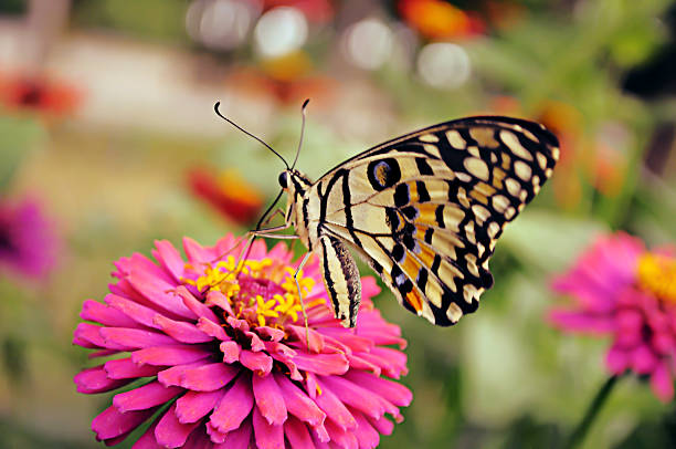 istock Butterfly with Flower in garden. 606199978
