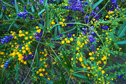 Lazuli Bunting in tall grass