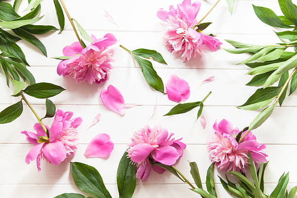 istock Bright pink peonies on white wooden background 606200338