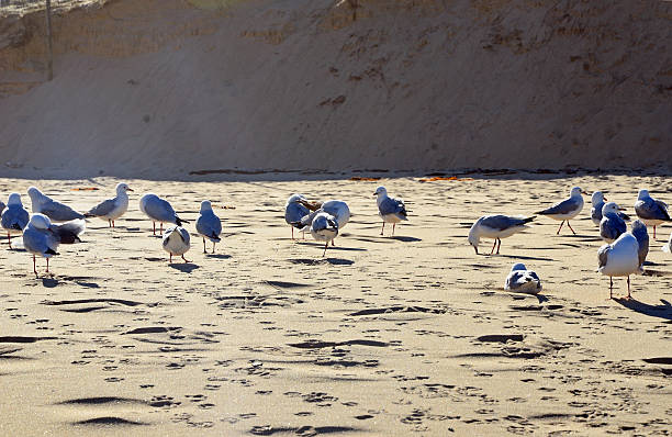 istock Flock of seagulls on beach 606201194