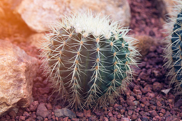 istock cactus plant on the gravel with vintage style 606201230
