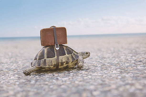 Turtle with suitcase. Turtle with suitcase on a back. Toned image, selective focus. conceptual realism photos stock pictures, royalty-free photos & images