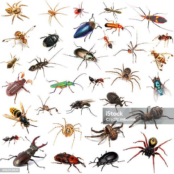 Set Of Insects On White Background Stock Photo - Download Image Now - Insect, Animal, Animal Wildlife