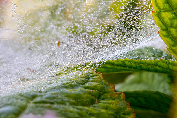istock spider web with drop of water on flowers and leafs 606203980