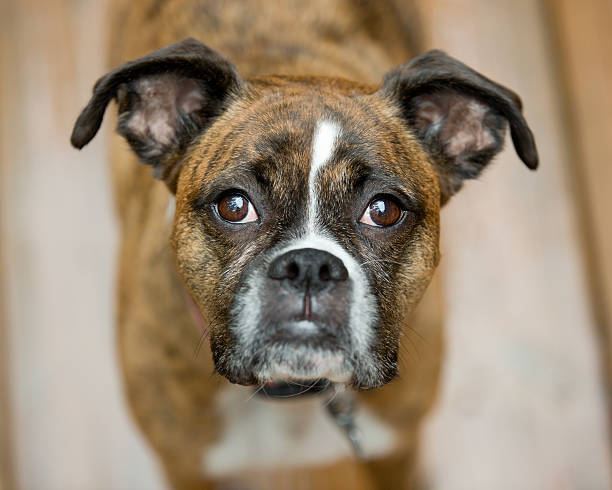 istock Portrait of Brindle Boxer Dog 606205324