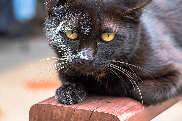 istock black cat jump to wet white canvas 606205906