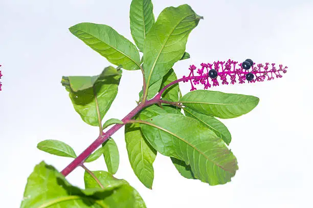 American pokeweed with black berries in autumn, American Phytolacca on white backgroundAmerican pokeweed with black berries in autumn, American Phytolacca on white background