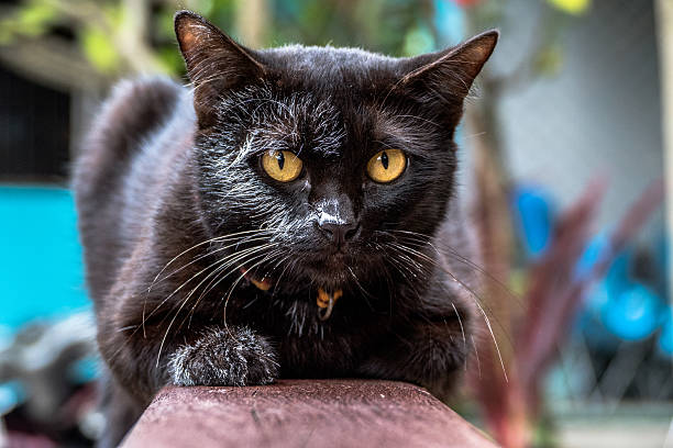 istock black cat jump to wet white canvas 606206120