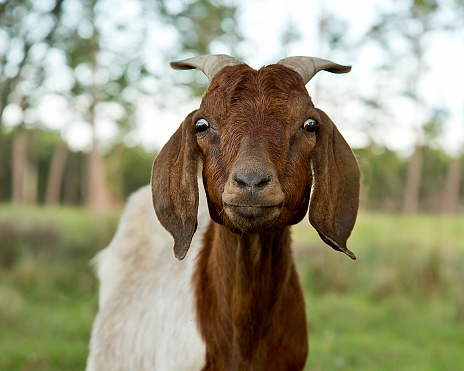 Surprised goat with eyes wide open making a funny face