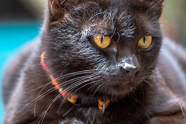 istock black cat jump to wet white canvas 606206714