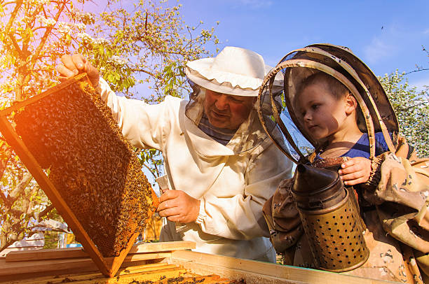 할아버지 양봉가가 자신의 경험 어린 손자를 전달합니다. - apiculture 뉴스 사진 이미지