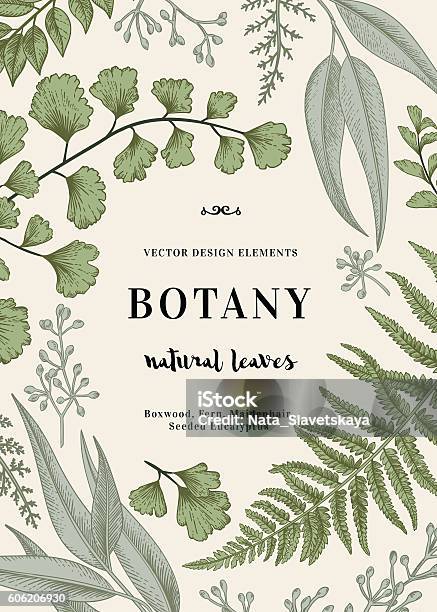 Botanische Illustration Mit Blättern Stock Vektor Art und mehr Bilder von Botanik - Botanik, Illustration, Altertümlich