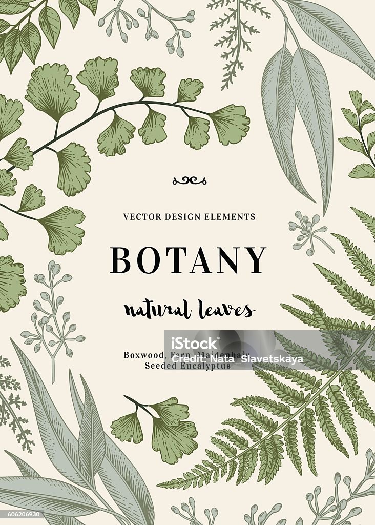 Illustrazione botanica con foglie. - arte vettoriale royalty-free di Botanica