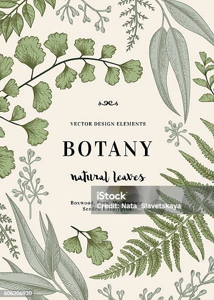 Illustrazione Botanica Con Foglie - Immagini vettoriali stock e altre immagini di Botanica - Botanica, Illustrazione, Vecchio stile