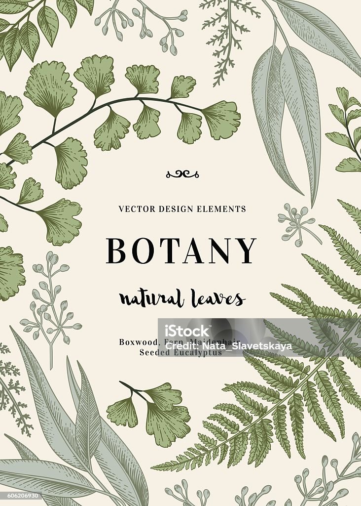 Ilustração botânica com folhas. - Vetor de Botânica - Assunto royalty-free
