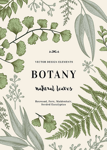Botanical illustration with leaves. Floral vector background. Vintage invitation with various leaves. Botanical illustration. Fern, seeded eucalyptus, maidenhair. Engraving style. Design elements. botany stock illustrations