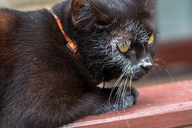 istock black cat jump to wet white canvas 606207376