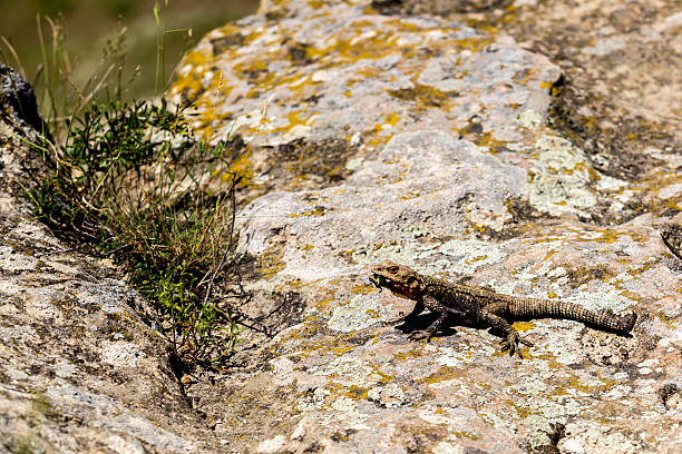 istock Bearded Dragon (lizard - baby),  Pogona vitticeps, 606207480