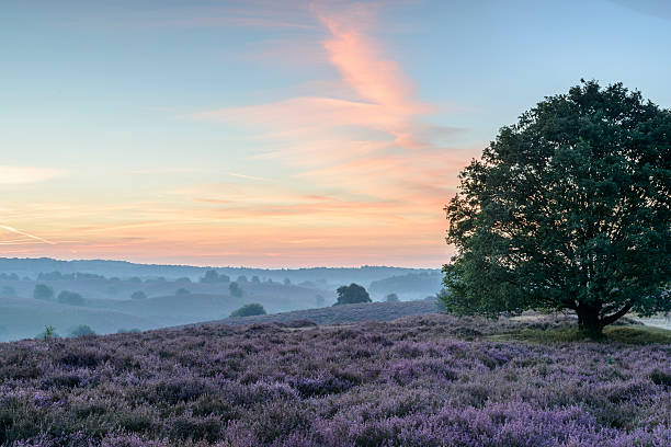 istock Sunrise over blossoming Heather fields in the hills 606207886