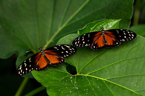 Tropical Butterflies Dido Longwing on the green leafs.