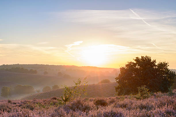 istock Sunrise over blossoming Heather fields in the hills 606208558