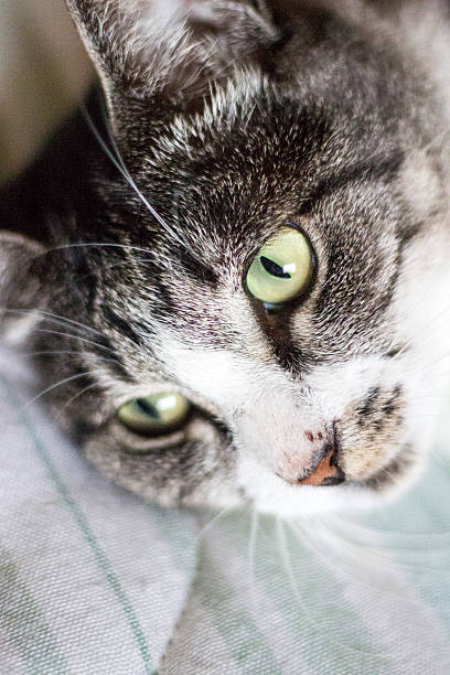 istock Cat face close up photo 606208608
