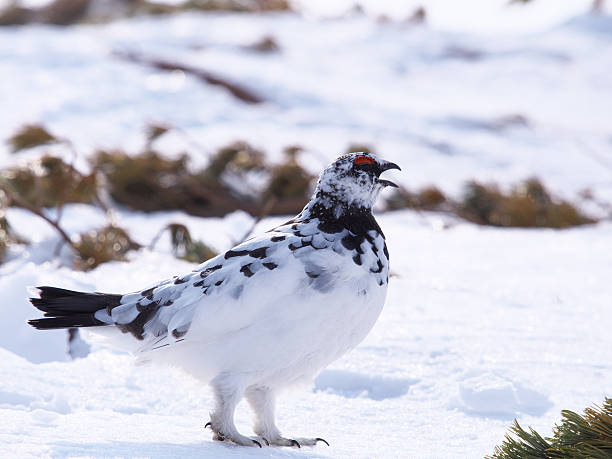 istock Rock ptarmigan in Japan 606208638