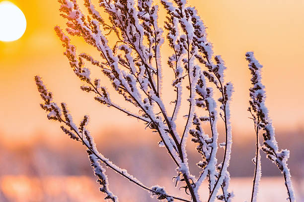 istock winter plant hoarfrost 606210152