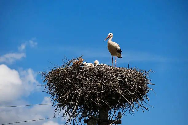 Photo of Stork's Nest